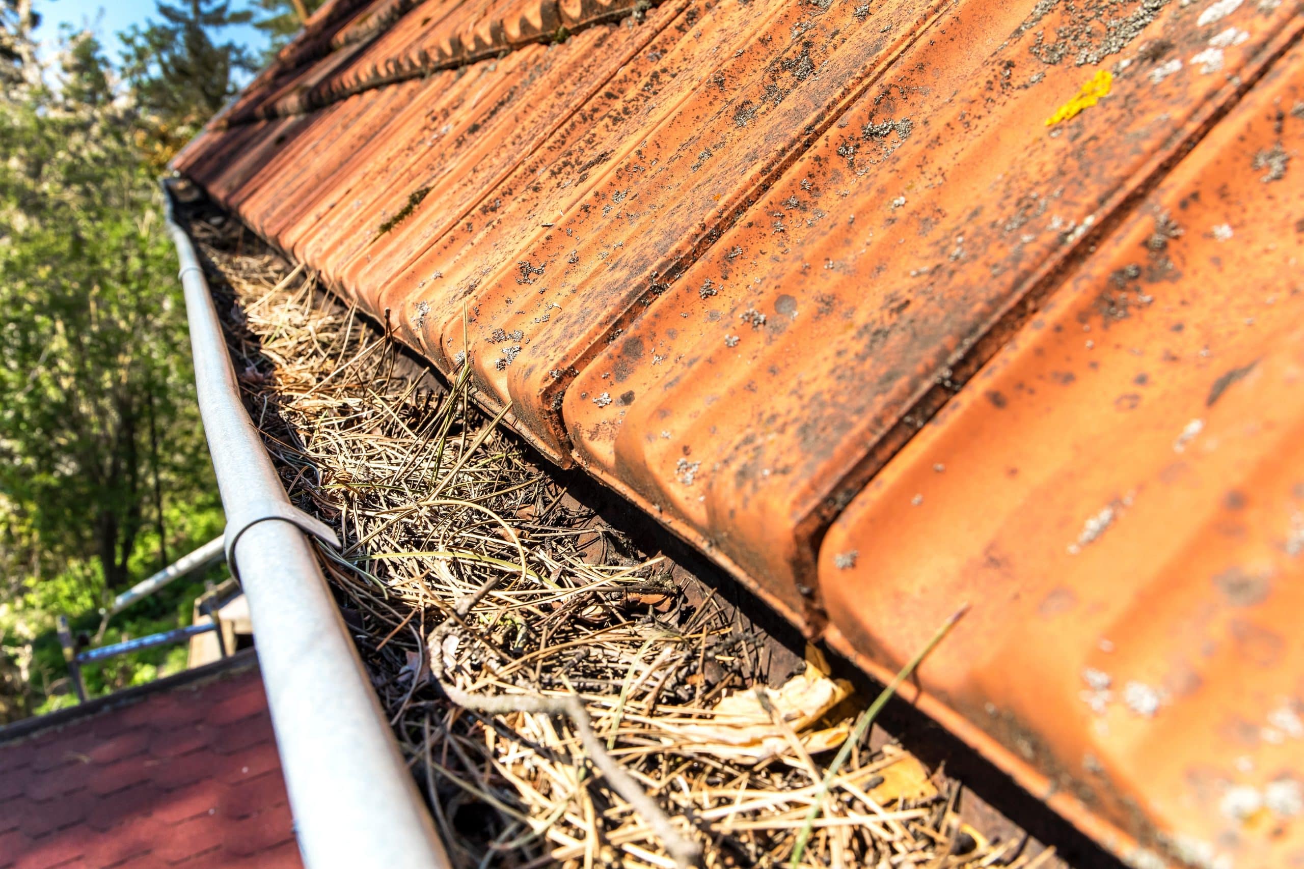 Gutters full of debris needing to guttering cleaning services. Roof gutter clogged with pine needles and debris.