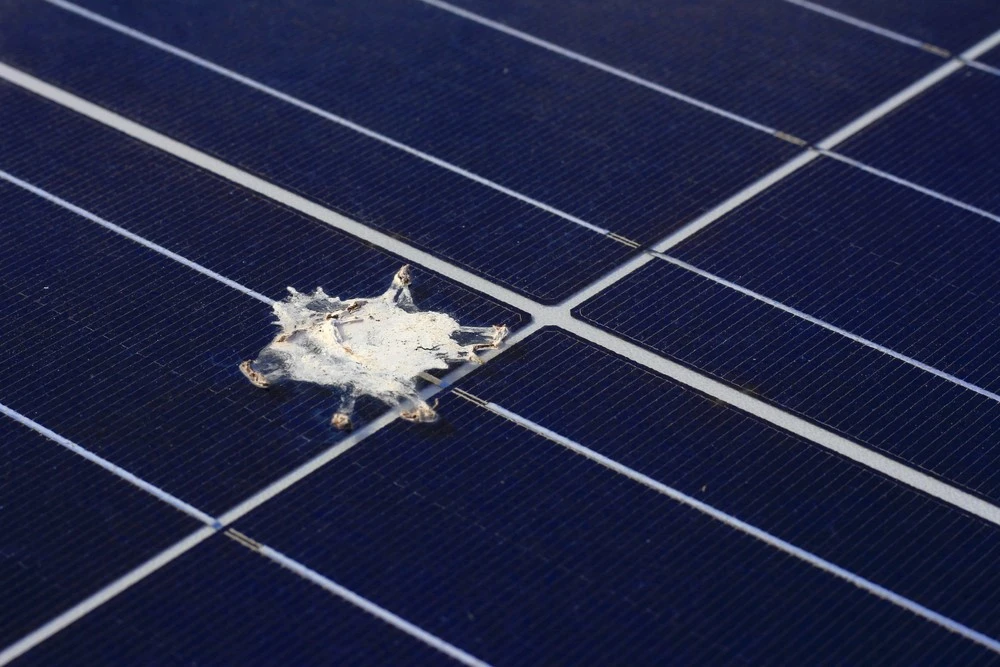 Why You Should Schedule Solar Panel Cleaning: Maximizing Efficiency and Lifespan Schedule Solar Panel Cleaning - Blue Gander Window Cleaning, Boise, ID